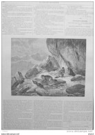 Les Marmottes - Murmeltiere - Gravure  - Page Original 1878 - Stiche & Gravuren