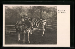 AK Halle, Zoo, Zebrastute Mit Fohlen  - Zebras