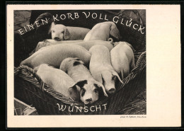 AK Korb Mit Glücks-Schweinchen  - Cochons