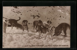 AK Grand St. Bernard, Bernhardinergruppe Im Schnee  - Honden