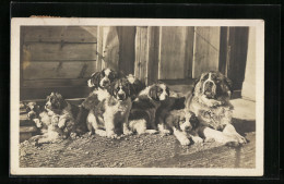 AK Bernhardinerfamilie Vor Einer Berghütte In Der Sonne  - Hunde