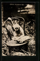 AK Gibbon Auf Einem Gartenstuhl  - Affen