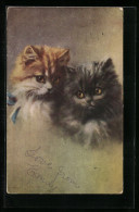 AK Zwei Kleine Katzen Mit Wolligem Fell  - Cats