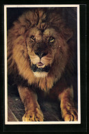 AK Männlicher Löwe In Entspannter Haltung  - Tiger