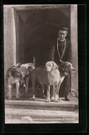 AK Grand St. Bernard, Les Chiens De L`Hospice  - Honden