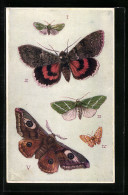 AK British Moths: Forester, Red Undwerwing & Emperor, Schmetterlinge  - Insectes