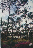 CPSM / CPM 10.5 X 15 Prestige REFLETS DES LANDES Au Pied Des Pins Majestueux, La Bruyère Fleurie Illumine La Forêt* - Otros & Sin Clasificación