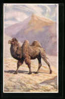 Künstler-AK Edgar Fisher: Bactrian Camel, Kamel  - Andere & Zonder Classificatie