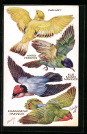 AK Kanarienvogel, Papagei Und Weitere Vögel  - Vögel