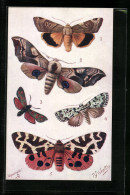 AK Diverse Schmetterlingsarten, Broad-bordered Yellow Underwing, Eyed Hawk  - Insectos