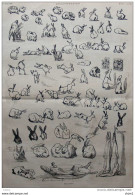 Les Lapins - Page Original 1879 - Historical Documents