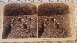 Cueillette Du Fameux Té De Uji, Près De Kioto, Japon. Underwood Stéréo - Stereoscopi