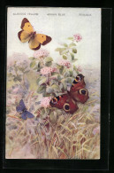 AK Clouded Yellow, Adonis Blue, Peacock  - Insetti