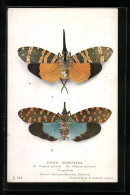 AK British Museum, Exotic Homoptera, Natural Size  - Insectes