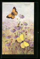 AK Schmetterlinge über Einer Blumenwiese, Clouded Yellow & Brimstone  - Insectes