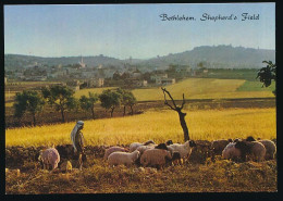 CPSM / CPM 10.5 X 15  Israël (136) BETHLEHEM Vue Générale De Bethléem Du Champ Des Bergers Moutons Bédouin - Israele