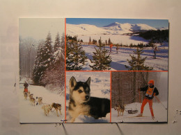 Sports > Sports D'hiver - Ski De Fond - Attelage De Chiens ..... - Winter Sports