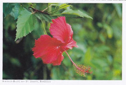 AK 215609 BARBADOS - Hibiscus-Blüte Auf St. Joseph - Barbados (Barbuda)