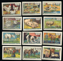 Meurisse - Ca 1930 - 54 - Animaux Domestiques, Domesticated Animals - Full Serie - Andere & Zonder Classificatie