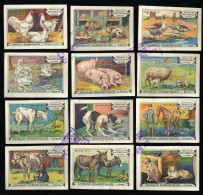 Meurisse - Ca 1930 - 54 - Animaux Domestiques, Domesticated Animals - Full Serie - Andere & Zonder Classificatie