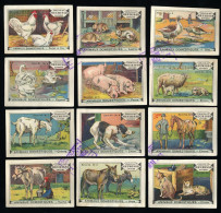 Meurisse - Ca 1930 - 54 - Animaux Domestiques, Domesticated Animals - Full Serie - Autres & Non Classés