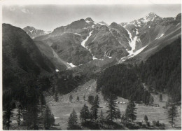 ACIDULE DI PEJO - DINTORNI CON PUNTA TAVIELA - F.G. - Trento