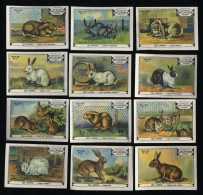 Meurisse - Ca 1930 - 55 - Les Lapins, Rabbits - Full Serie - Andere & Zonder Classificatie