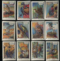 Meurisse - Ca 1930 - 56 - Oiseaux Et Leurs Nids, Birds And Their Nests - Full Serie - Andere & Zonder Classificatie