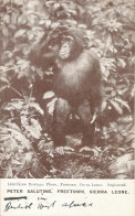 PETER SALUTING, FREETOWN, SIERRA LEONE - PUB. LISK CAREW - 1908 - África