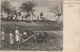 CE13 - EGYPTE  - LABOURAGE AVEC ATTELAGE DE BOEUFS -  A  NATIVE PLOUGH  , EGYPT  -  2 SCANS - Landbouw