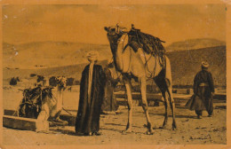 CE13 -  EGYPT - EGYPTE  - NATIVES AND CAMELS IN THE DESERT   -  BEDOUINS ET CHAMEAUX DANS LE DESERT -  2 SCANS - Afrika