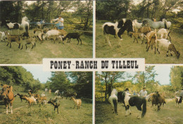 CPSM 84 MONDRAGON PONEY-RANCH DU TILLEUL  PONEYS CHEVRES - Autres & Non Classés