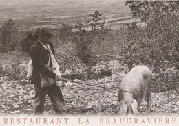 CPSM 84 MONDRAGON  COCHON CHERCHANT TRUFFE RESTAURANT LA BEAUGRAVIERE - Other & Unclassified