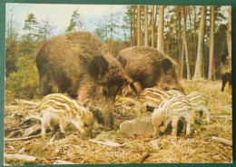 F70  Carte Postale  Les Ardennes 08 Sanglier Et Marcassins - Autres & Non Classés