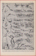 Natation. Divers Nages, Plongeons. Illustration Paul Ordner. Larousse 1948. - Historische Dokumente