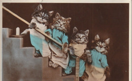 BE Nw1 - GROUPE CHATONS HUMANISES DANS L' ESCALIER AVEC BOUGIE - 2 SCANS - Katzen