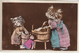 BE Nw1 - CHATTE ET SON CHATON , HUMANISES , A LA LESSIVE - POUPEE - 2 SCANS - Cats