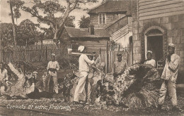 SIERRA LEONE - CONVICTS AT WORK, FREETOWN - 1908 - Sierra Leone