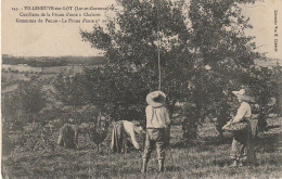 CE 29-(47) VILLENEUVE SUR LOT - CUEILLETTE DE LA PRUNE D' ENTE A CHALARET , COMMUNE DE PENNE - Culturas