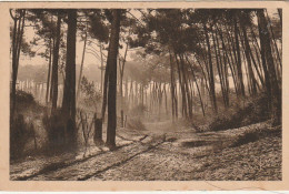 CE 31-(33) ARCACHON - MATIN D' AUTOMNE DANS LA FORET DE LA VILLE D' HIVER - 2 SCANS - Arcachon