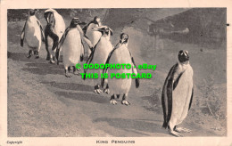 R537082 King Penguins. The Zoological Society Of London. 1950 - Otros & Sin Clasificación