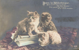 C566 Fantaisie Chatons - Cats