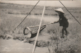 ALnw 18-( INDOCHINE ) TRAVAIL DANS LA RIZIERE - CARTE PHOTO -  2 SCANS - Viêt-Nam