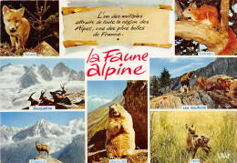 04-FAUNE ALPINE-N°1001-C/0281 - Other & Unclassified