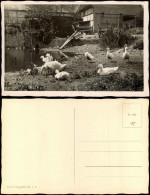 Ansichtskarte  Bauernhof Karte Gänse Am Teich Stimmungsbild 1934 - Unclassified