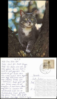 Ansichtskarte  Tiere Motivkarte Katze Katzen Cat 1992 - Gatti