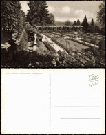 Ansichtskarte Insel Mainau-Konstanz Rosengarten - Bodensee 1961 - Konstanz