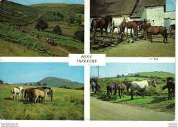 Pony Trekkers N°C 958 Chevaux Horses En 1973 - Horses