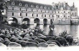 *Repro CPA - 37 - CHENONCEAUX - Le Château - Troupeau De Moutons - Chenonceaux