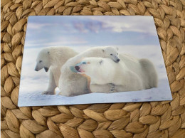 Bär Bear Postkarte Postcard 3D Lenticular - Bären